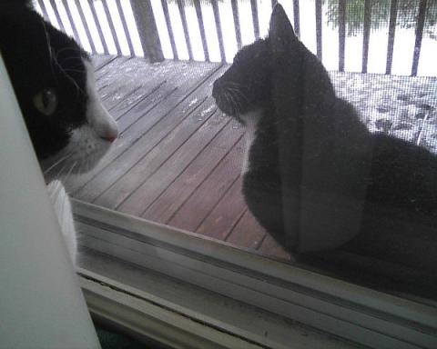 Meeting the neighbor cat