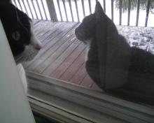 Meeting the neighbor cat
